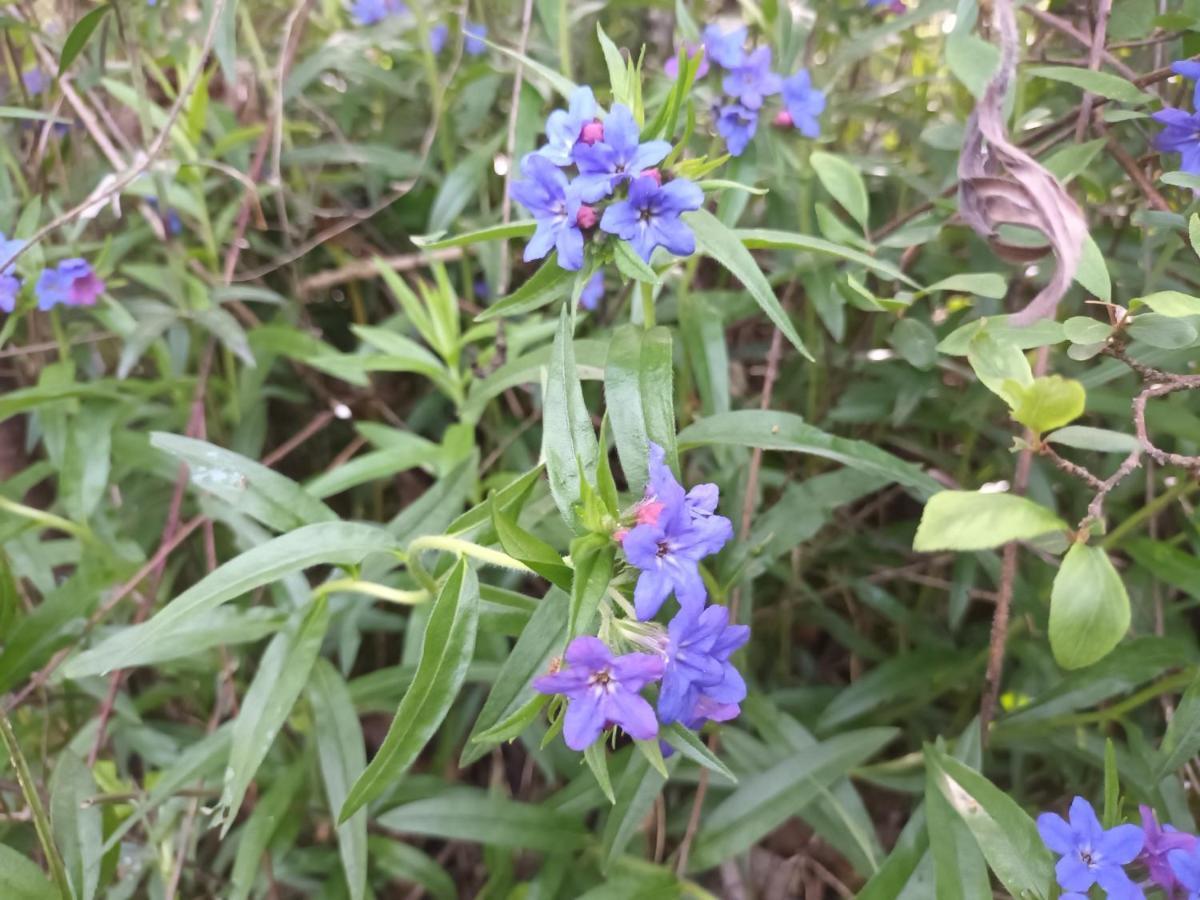 לינה וארוחת בוקר סן-אנטונין Le Jardin Secret מראה חיצוני תמונה